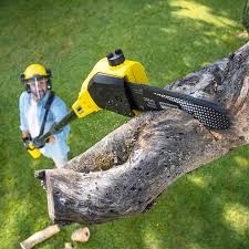 Best Hazardous Tree Removal  in Laguna Beach, FL